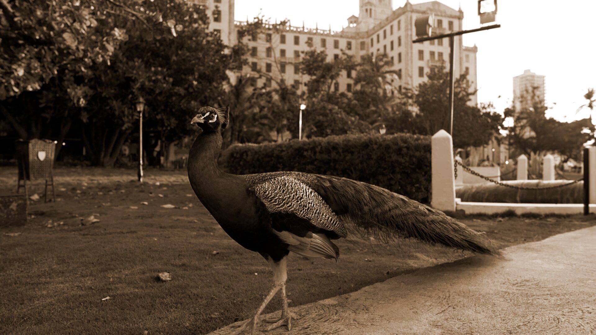 Hotel Nacional de Cuba Hotel Nacional de Cuba